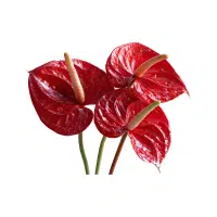 Anthurium