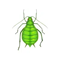Aphid