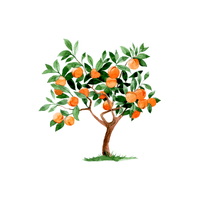 Apricot
