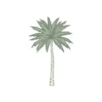 Areca Palm