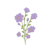 Aster