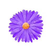 Aster
