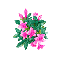 Azalea