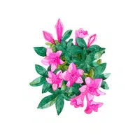 Azalea