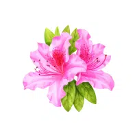 Azalea