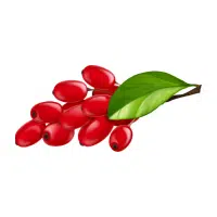 Barberry
