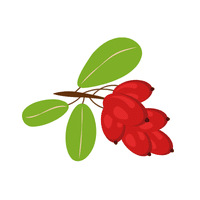 Barberry
