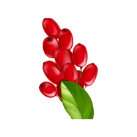 Barberry