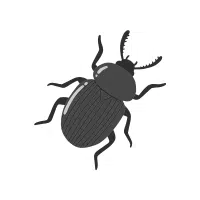 Bark Beetle