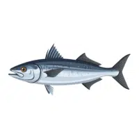 Barracuda