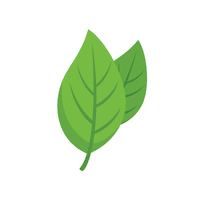 Basil