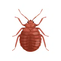 Bed Bug
