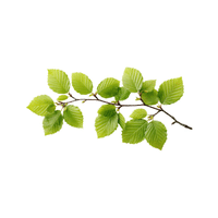 Beech