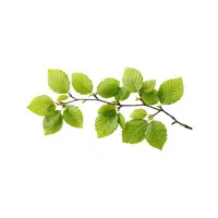 Beech