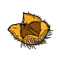 Beechnut