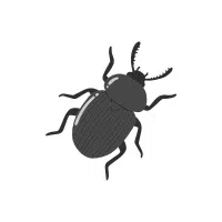 Beetle