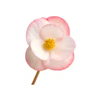 Begonia