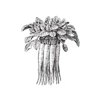 Bellflower