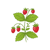 Berry