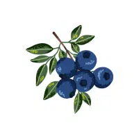 Bilberry