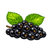Black Currant