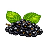 Black Currant