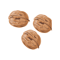 Black Walnut