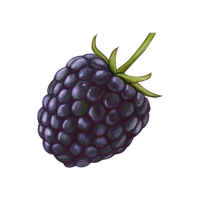 Blackberry