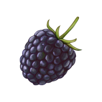 Blackberry