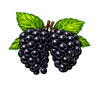 Blackberry