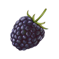 Blackberry