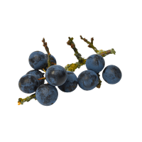 Blackthorn
