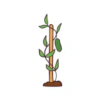Bladderwort