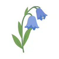 Bluebell