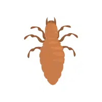 Booklouse