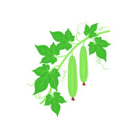 Bottle gourd