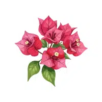 Bougainvillea