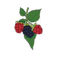 Boysenberry
