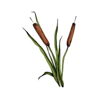 Bulrush