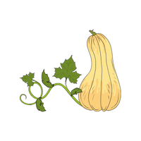 Butternut