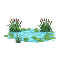 Cabomba