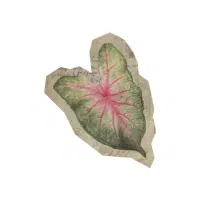 Caladium