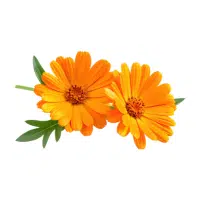 Calendula