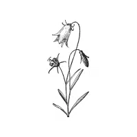 Campanula