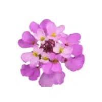 Candytuft