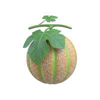 Cantaloupe