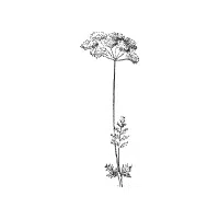 Caraway