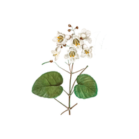 Catalpa