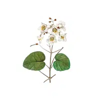 Catalpa