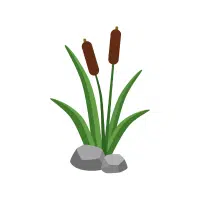 Cattail